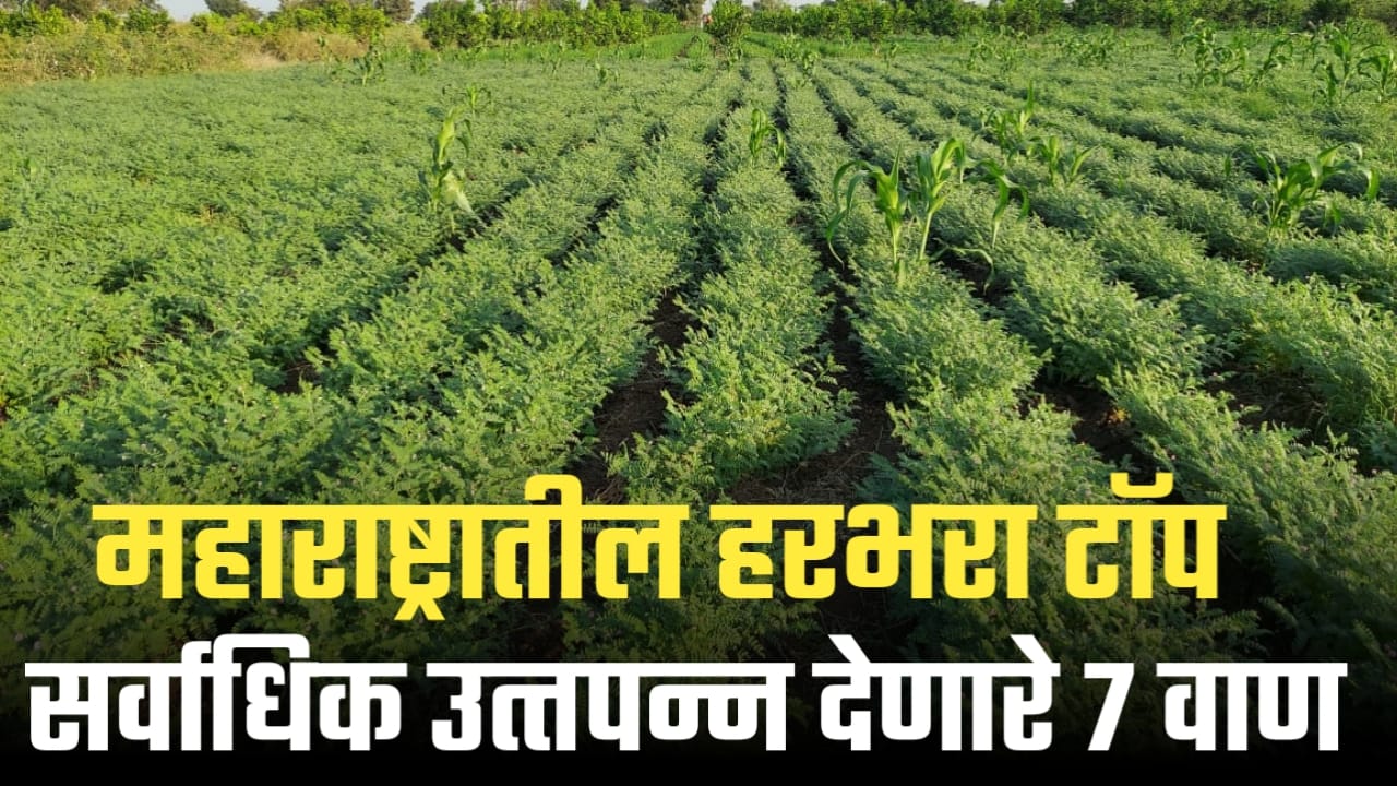 हरभऱ्याचे विक्रमी उत्पादन देणारे