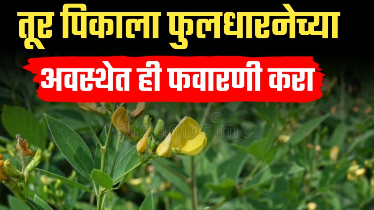 तूर पिकातील फुलधारणेच्या अवस्थेत