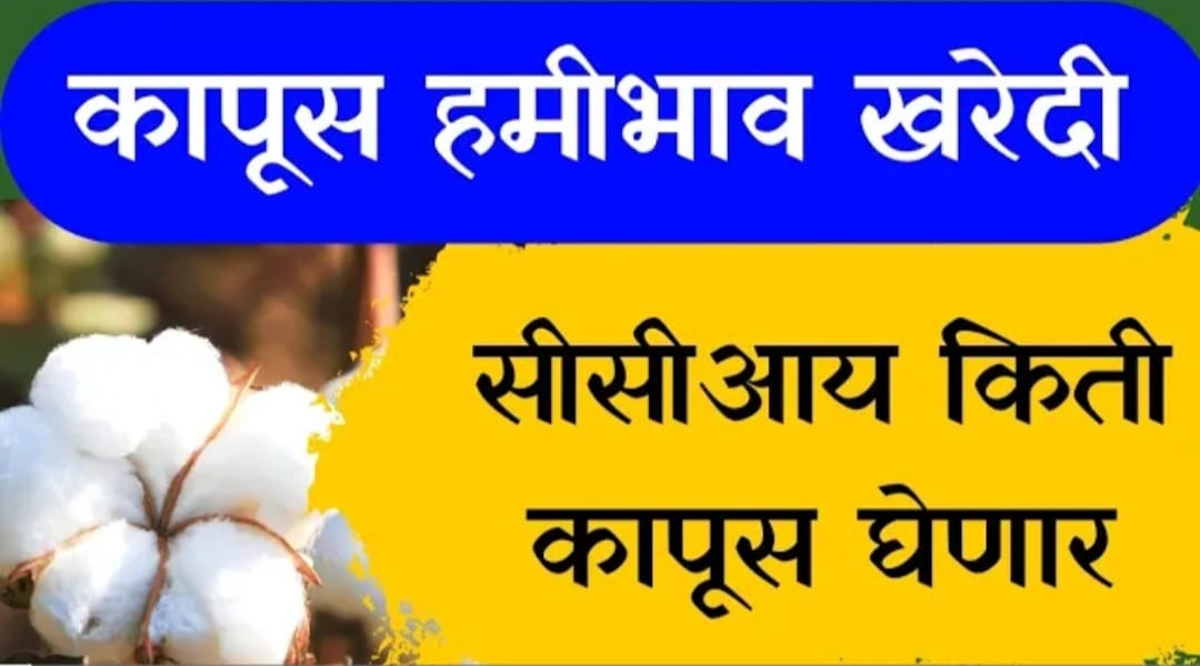 CCI मार्फत कापूस खरेदी