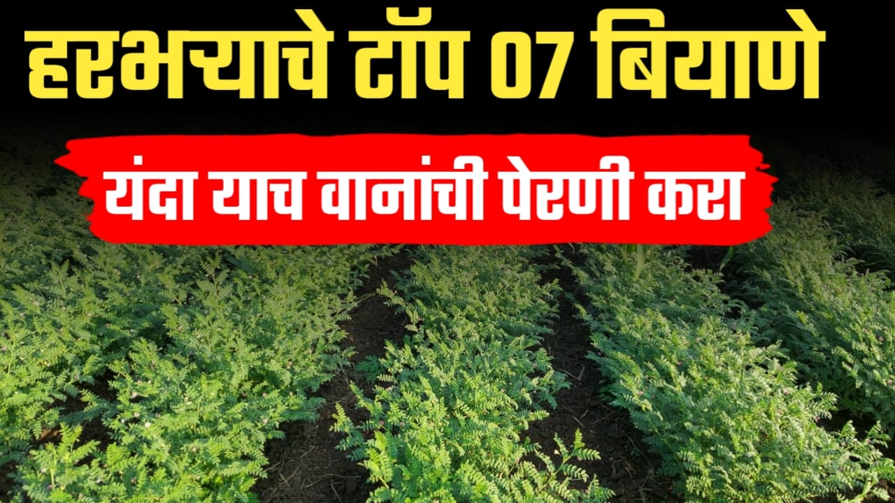 हरबरा टाँप 7 वान ; एकरी उत्पादन