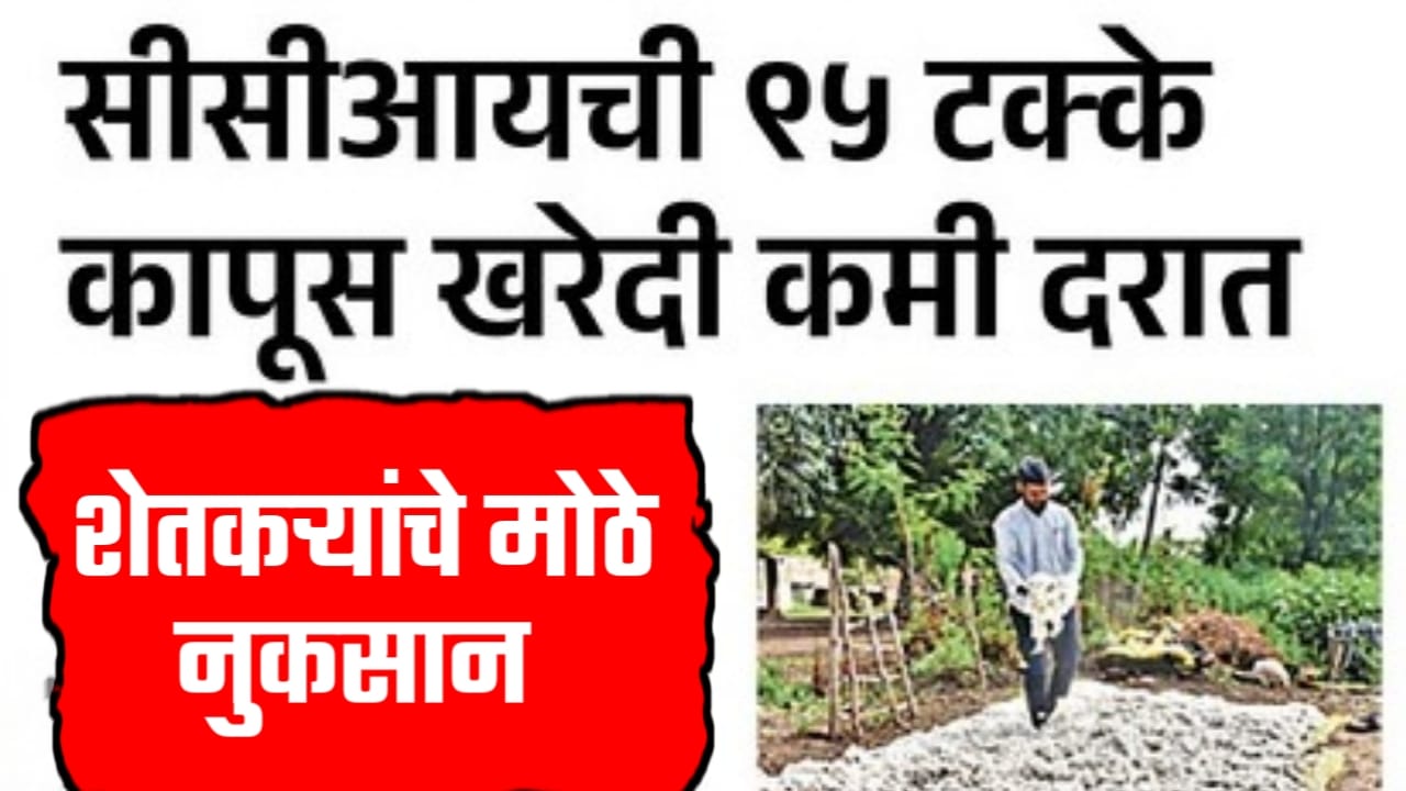 सीसीआयची २५ टक्के कापूस खरेदी