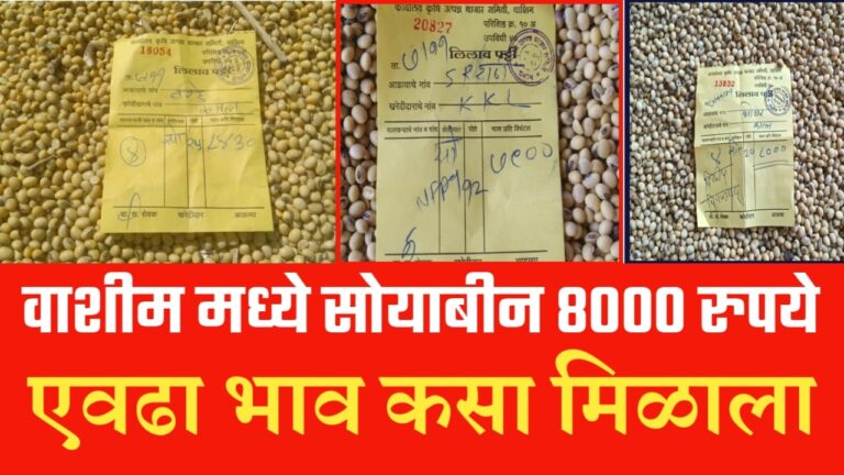 Soyabin 8000 rupay par ; वाशिम मध्ये सोयाबीन 8000 पार, एवढा भाव कसा मिळाला.